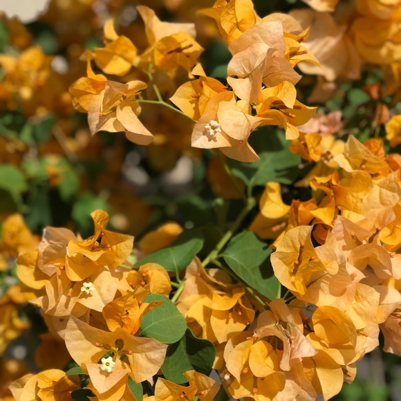 Meet your Posher, Casey - Picture 1 of 1